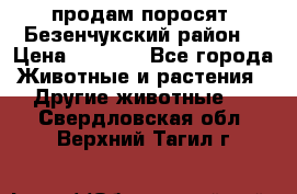 продам поросят .Безенчукский район  › Цена ­ 2 500 - Все города Животные и растения » Другие животные   . Свердловская обл.,Верхний Тагил г.